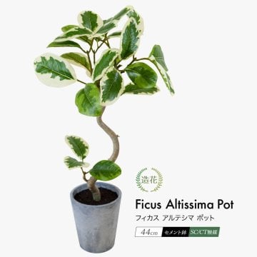 フェイクグリーン ミニ 人工観葉植物 造花 フィカスアルテシマポット 44cm 鉢植 セメント鉢 光触媒 CT触媒 GLA-1524WG