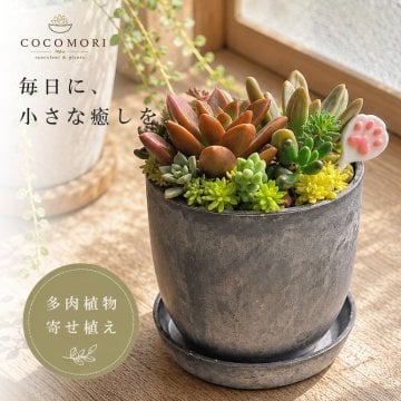 COCOMORI そのまま飾れる 多肉植物 ミニ 寄せ植え 約7.5cm×H約10cm 可愛いミニピック付き おしゃれなストーン調の鉢 鉢底穴有り 鉢受け皿付属 初心者でも育てやすい品種 多肉植物のお手入れガイド付き プレゼント ギフト 自宅用 FPT-201