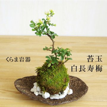 苔玉 長寿梅 白花 白長寿梅（シロチョウジュバイ）の苔玉 くらま岩器 敷石つき くらま岩 風合い 花咲くこけだま コケ玉 ギフト初めての盆栽 父の日 母の日 誕生日 新入学 新築祝い こけだま コケダマ 苔 こけ コケ