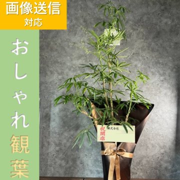 【厳選】おまかせ観葉植物8号鉢【開店祝い】上司 両親 お祝い 結婚祝い 開業祝い 発表会 送別会 引越し祝い 新築祝い 結婚記念日 誕生日 退職祝い ギフト プレゼント 豪華 母の日 敬老の日　クリスマス　父の日