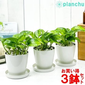 観葉植物 ポトス グローバルグリーン 3.5号鉢 3鉢セット 受け皿付き 育て方説明書付き Epipremnum pinnatum ‘Global Green’ エピプレムヌム