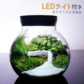 【完成品】選べる３サイズ LEDライト付 ボトルテラリウム 苔テラリウム 川の流れる風景 テラリウム プレゼント 木化石 観葉植物 母の日 父の日 苔 テラリウム おしゃれ 贈り物 インテリア グリーン ギフト