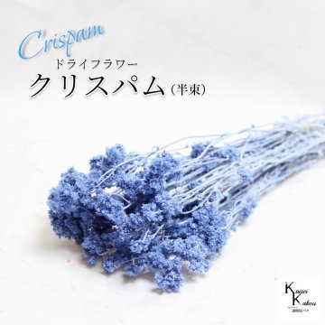 「大地農園 クリスパム ソーダブルー  半束」 ドライフラワー 花材 ハーバリウム 素材 小さいお花 おしゃれ かわいい アレンジメント ギフト 母の日 お誕生日 オオチノウエン