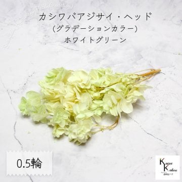 宅急便で発送 大地農園！ プリザーブドフラワー 「カシワバアジサイ (グラデーション) ホワイトグリーン 0.5輪分」 アジサイ