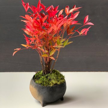 秋から冬の紅葉、春から秋のライトグリーンの葉色お楽しみください【南天の盆栽（炭化焼締丸鉢）