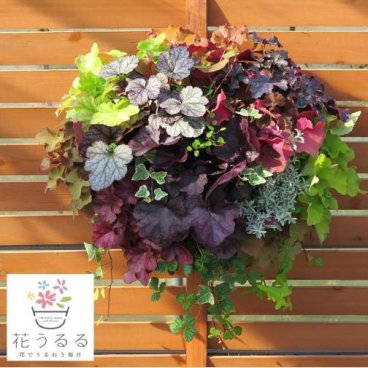 【Ｌサイズ】ウォールバスケットの寄せ植え作品◆ヒューケラMIX～プレミアム◆　