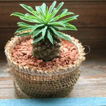 【ソテツキリン】★ | 蘇鉄麒麟 パイナップルコーン 多肉植物 観葉植物 ユーフォルビア かわいい ミニサイズ テーブルサイズ 観賞用 送料無料