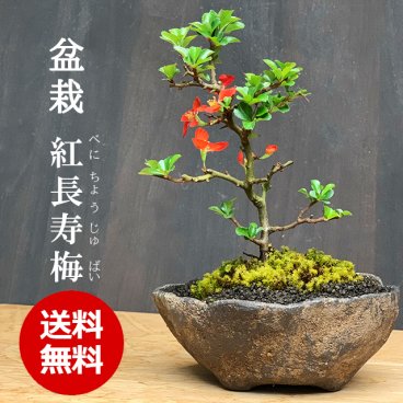 年に数回、可憐な一重の紅花が楽しめます。紅長寿梅 ( べにちょうじゅばい ) の盆栽 くらま鉢 盆栽