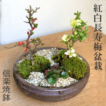 年に数回可憐な花が楽しめます【紅白長寿梅（コウハクチョウジュバイ）の寄せ植え盆栽（信楽焼鉢）】