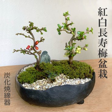 年に数回可憐な花が楽しめます【紅白長寿梅（コウハクチョウジュバイ）の寄せ植え盆栽（炭化焼締鉢）】