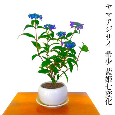 開花終了 盆栽 紫陽花 藍姫 Sランク 花芽たくさん あじさい 送料無料 日時指定可 ギフト 無料 盆栽 ミニ 趣味 初心者 室内 誕生日 お祝い ギフト プレゼント フラワーギフト
