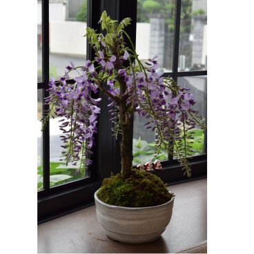 香りとお花を楽しむ2027年の5月に開花当店推奨　藤盆栽 ギフトにおすすめです　5月頃です  藤満開乱れ咲き藤盆栽