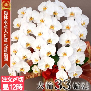 胡蝶蘭 白大輪 ３本立ち 33輪～(蕾含む)  送料無料 ヤマト [r-midi6f] 開店祝い 開業 誕生日 長寿 結婚記念日 金婚式 お供え 生花 株主総会 選挙 当選 祈願 仏花 お悔み 開院 開業 移転 ギフト 贈り物 還暦 古希 喜寿 傘寿 米寿 卒寿 白寿 百寿 御供 受賞 受章 退職 就任 栄転 昇進 新築 竣工 落成 新装 周年記念 式典 発表会 内祝 年忌 法要