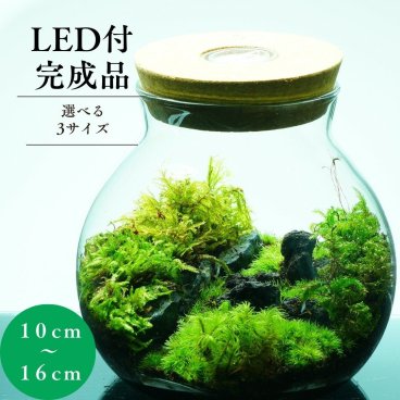 【完成品】選べる３サイズ LEDライト付 ボトルテラリウム 苔テラリウム 和風庭園 テラリウム プレゼント 溶岩石 観葉植物 母の日 父の日 苔 テラリウム おしゃれ 贈り物 インテリア グリーン ギフト