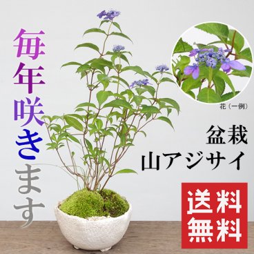 【2026年開花終了】山紫陽花 ( やまあじさい ) 盆栽 白陶器鉢 山アジサイ 盆栽 ぼんさい ミニ盆栽 BONSAI ボンサイ