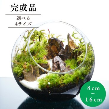 【完成品】苔テラリウム 渓谷の風景 プレゼント 気孔石 観葉植物 新生活 入学祝い 歓迎会 送別会プレゼント 苔