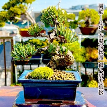 盆栽 松 人気ギフト 一生もの 送料無料 曲幹樹齢10年 縁起物 高松五葉松 縁起の良い松 新しい趣味 植物 盆栽 松 室内 初心者 おしゃれ 盆栽 ミニ観葉 誕生日 敬老の日 父の日 ギフト
