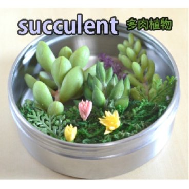 グリーンギフト！癒し効果抜群のカワイイ多肉植物を贈りましょう。☆多肉植物・グリーンジオラマ☆【父の日】【プレゼント】【記念】【ドライ】【貼り付け】【壁掛け】