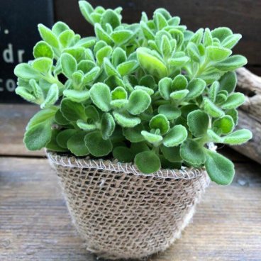 【 アロマティカス 】 ★ 多肉植物 虫よけ ハーブ 苗 根付き ゴキブリ対策 ミントの甘い香り 芳香 玄関 効能 地植え 花 ３号ポット 送料無料 プレクトランサス 大人気 観葉植物 室内 アロマ 香り セダム かわいい モリモリ