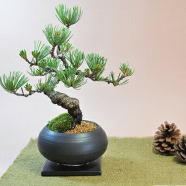 送料無料 盆栽 五葉松 枝ぶりの良い五葉松の盆栽 丸和鉢仕立て 観葉植物 鉢植え 和 母の日 父の日 誕生日 シニア 昇進 祝い【盆栽 松 上品な趣と情緒あふれるたたずまい。 盆景 風景を楽しむ初めてでも安心の育て方冊子と肥料付き 父の日敬老の日の贈り物にも ギフト 開店 お祝い 退職 ラッピング 母の日 父の日 敬老の日 誕生日】