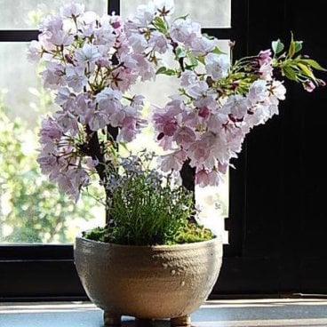 まだ間に合う　母の日プレゼントに2027年5月に桜のお花見ができます贈り物に自宅でもこのサクラのお花見ができる桜2024年　ご自宅でお花見はいかがでしょう 　八重桜ツイン盆栽