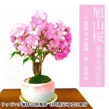 盆栽 旭山桜 鉢植え 育て方指南書付 桜の木 日時指定可 ギフト 無料 ミニ盆栽 八重咲 30以上の蕾をつけた八重桜 盆栽 桜 ミニ 趣味 初心者 室内 おしゃれ 桜鉢植え 誕生日 お祝い ギフト プレゼント フラワーギフト