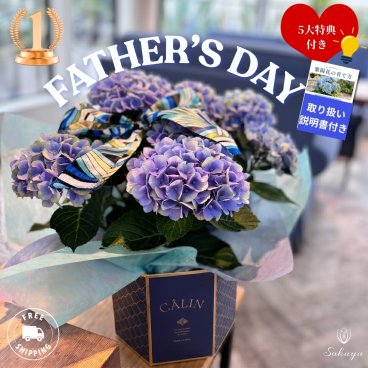 紫陽花  父の日 母の日 誕生日 花 あじさい アジサイ MOTHERS DAY FATHERS DAY 誕生日 花 2026 プレゼント 御祝 花 ギフト お母さん お父さん  おすすめ 鉢物 ブルー ピンク オシャレ 人気 おしゃれ  栄養剤付き 送料無料
