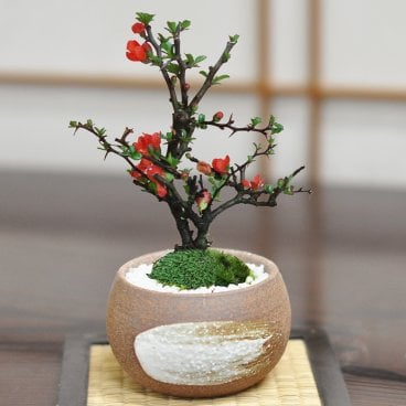 送料無料 盆栽 長寿梅 手造り小鉢 鉢植え 和 贈り物 趣味 プレゼント 退職 母の日 父の日 誕生日 シニア 昇進 祝い 開店 盆栽 ミニ長寿梅 万古焼 ハケメ丸鉢【ミニ長寿梅 万古焼 ハケメ丸鉢 花盆栽 赤くかわいい四季咲きの花 敬老の日や母の日のプレゼントに ギフト 盆栽 開店 お祝い 退職 ラッピング 母の日 父の日 敬老の日 誕生日】