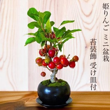 敬老の日 人気ギフト 盆栽 姫りんご 樹齢5年 太幹 出産祝い 盆栽 ミニ 初心者 室内 おしゃれ インテリア 敬老の日 誕生日 還暦 フラワーギフト プレゼント 観葉植物 送料無料料無料 即日出荷 フラワーギフト 観葉食物 誕生日 盆栽 ギフト プレゼント