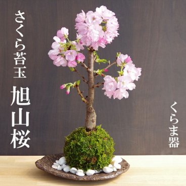【2026年開花終了】苔玉 桜 旭山桜 あさひやまさくら   くらま器セット 八重の桜 かわいい 花咲くこけだま コケ玉 ギフト初めての盆栽 父の日 母の日 誕生日 新入学 新築祝い 時間 苔 こけ コケダマ こけ玉 こけだま アサヒヤマサクラ サクラ 八重桜 ヤエザクラ