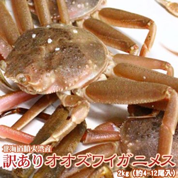 オオズワイガニ メス 活 訳あり 北海道産 2kg（約4−12尾入） 身入り7分前後 送料無料 ※沖縄送料別途加算
