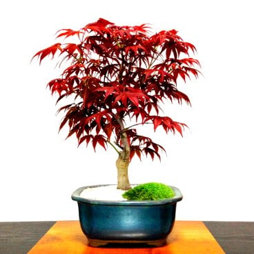 盆栽 もみじ 希少 本格 極上 盆栽 樹齢10年 猩々野村もみじ 紅葉盆栽 癒しの植物 部屋に飾る植物 もみじ盆栽 【盆栽 誕生日 プレゼント 盆栽 ミニ 部屋に飾る盆栽 シンボルツリー 引越し祝い もみじ モダン盆栽 盆栽ギフト 母の日 父の日 敬老の日】