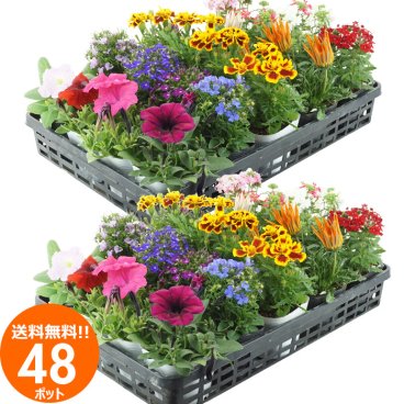 花苗 セット 送料無料 春夏 お花おまかせ48ポット ガーデニングに最適です。沖縄・離島を除く
