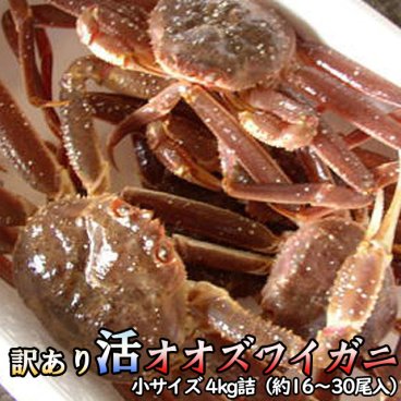 訳あり 活オオズワイガニ 小サイズ 4kg詰 身入り7割前後 送料無料 ※沖縄別途送料加算