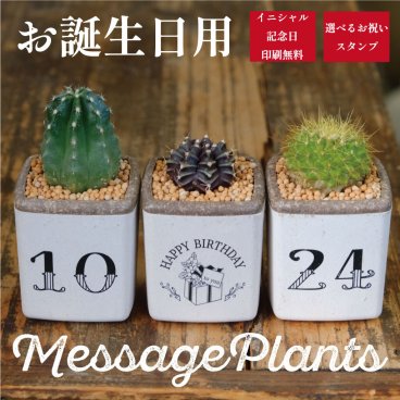 お誕生日に　ミニキューブ　サボテン３個セット
