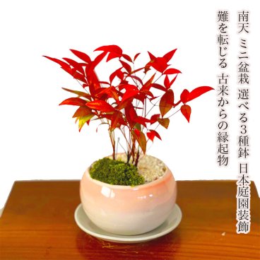 敬老の日 人気ギフト盆栽 南天 細葉赤南天 実生 縁起物 送料無料 日時指定可 育て方ガイド付 ラッピング無料 記念樹 鉢植え シンボルツリー 日本庭園 苔リウム 盆栽 室内鑑賞 初心者 おしゃれ 花 誕生日 引っ越し 還暦 退職 お祝い 母の日 父の日 プレゼント