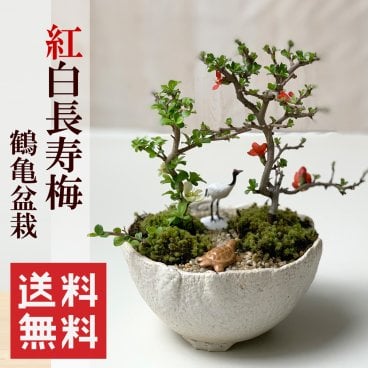 縁起盆栽【紅白長寿梅（コウハクチョウジュバイ）鶴亀盆栽】