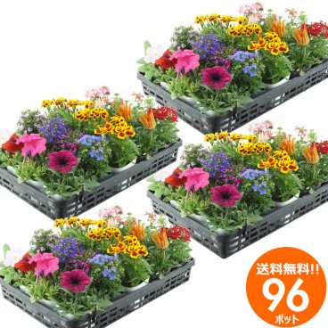 花苗 セット 送料無料 春夏のお花おまかせ96ポット ガーデニングに最適です。沖縄・離島を除く