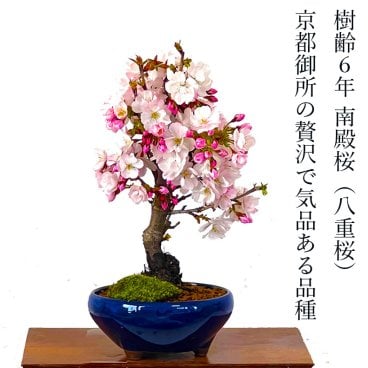 盆栽 南殿桜 鉢植え シンボルツリー 日時指定可 ギフト 無料 ミニ盆栽 八重咲 盆栽 桜 ミニ 趣味 初心者 室内 おしゃれ 桜鉢植え 誕生日 お祝い ギフト プレゼント フラワーギフト