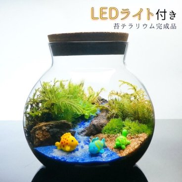 LEDライト付 ボトルテラリウム 14cm 苔テラリウム 完成品 海へ流れる沢 テラリウム プレゼント 流木 木化石 テラリウム プレゼント 木化石 観葉植物 母の日 父の日 苔 テラリウム おしゃれ 贈り物 インテリア グリーン ギフト