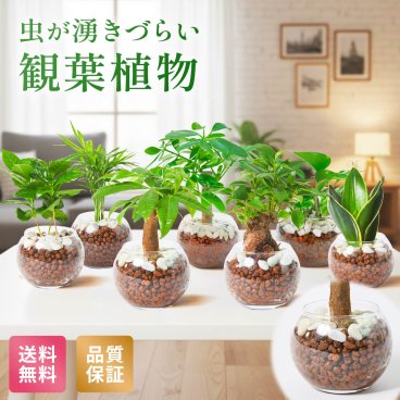 観葉植物 3号 ハイドロカルチャー 初心者 ミニサイズ ギフト 卓上 パキラ ガジュマル サンスベリア コーヒーの木 テーブルヤシ ポトス カポック 送料無料 インテリア オシャレ 開店祝い 新築祝い 開業祝い 引越し祝い