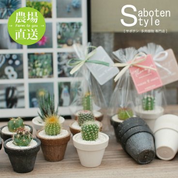 【サボテン 多肉植物 プチギフト/エコPOＴ S】【10個～ご注文可能】【農場直送】ミニサボテン インテリア 観葉植物