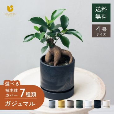 【7種類の鉢から選べる】ガジュマル4号サイズ 選べる鉢のギフトセット 観葉植物 幸運の木 風水 インテリア オシャレ法人ギフト 開店祝い父の日 敬老の日  結婚式 新築祝い 就職祝い 開業祝い 記念日 引越し祝い 30代 40代 50代 60代 70代 お歳暮 御歳暮 歳暮