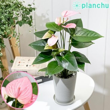 PLANCHU 観葉植物 アンスリウム ロイヤルピンクチャンピオン 4号鉢 受け皿付き 育て方説明書付き Anthurium andraeanum ‘Royal Pink Champion’ アンスリューム 鉢花 ピンク アンスラ Anthura