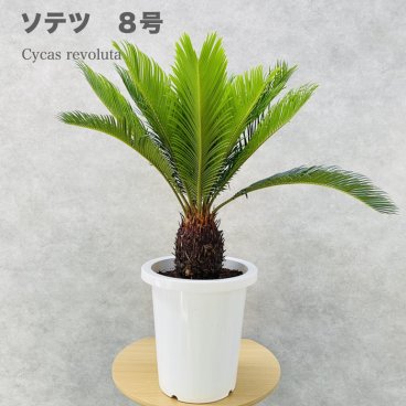 ソテツ 蘇鉄 8号鉢 庭木 記念樹 シンボルツリー 観葉植物 風水 地植え プランター 鉢植え 南国 苗 プレゼントギフト 新築祝い 開店祝い 記念日 母の日 父の日 ソテツの木 敬老の日