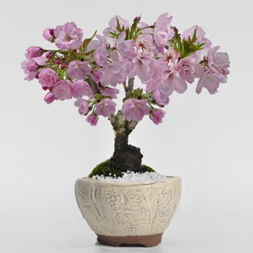 送料無料 桜の鉢植えを楽しむなら盆栽がおすすめ 自宅でお花見 桜盆栽 桜  桜のおわん鉢の盆栽【ミニ桜の信楽おわん鉢 盆栽ギフト かわいい おしゃれ 初心者 贈り物 ギフト プレゼント 誕生日 バレンタイン さくら 母の日 sakura bonsai ぼんさい】