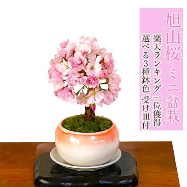 盆栽 旭山桜 苔装飾 日時指定可 ギフト 無料 ミニ盆栽 八重咲 20以上の蕾をつけた八重桜 盆栽 桜 ミニ 趣味 初心者 室内 おしゃれ 桜鉢植え 誕生日 お祝い ギフト プレゼント フラワーギフト