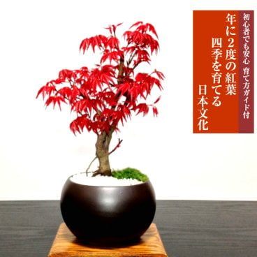 敬老の日 人気ギフト 盆栽 希少 出猩々もみじ 樹齢6年 日時指定可 育て方ガイド付 ラッピング無料 記念樹 鉢植え シンボルツリー 日本庭園 苔リウム 盆栽 もみじ 室内 初心者 おしゃれ 花 誕生日 引っ越し 還暦 退職 お祝い 母の日 父の日 プレゼント