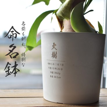【命名鉢】 命名書 名入れ 彫刻 命名式 お七夜 出産祝い 内祝い メモリアル 両親 祖父母 孫 プレゼント 初節句 名前札 命名札 月齢フォト 赤ちゃん 誕生日 記念品 記念樹 インテリア 観葉植物 グリーン ギフト サプライズ オーダーメイド １歳 送料無料 おしゃれ