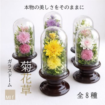 仏花　プリザーブドフラワー　ガラスドーム　 お供え「菊花草」